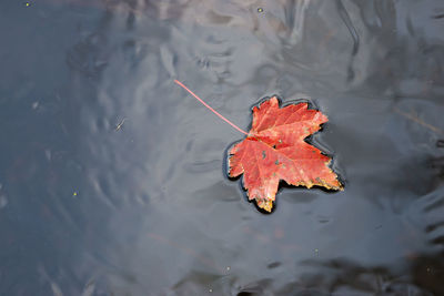 High angle view of dry leaf