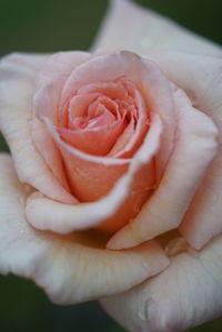 Close-up of hand holding rose
