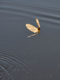 High angle view of a floating in water