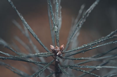 Close-up of frozen plant