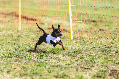 Dog running on grassy field