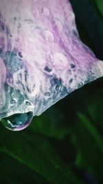 Close-up of water drops on leaf