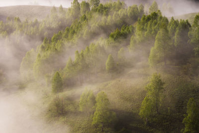 Scenic view of trees on landscape