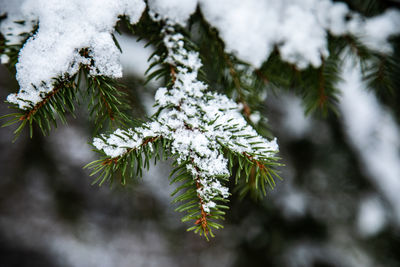 Close-up of snow covered pine tree