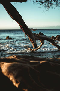 Driftwood on beach against clear sky