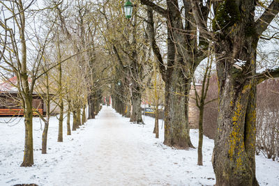 Trees on snow covered footpath amidst plants during winter