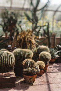 Close-up of cactus growing in pot