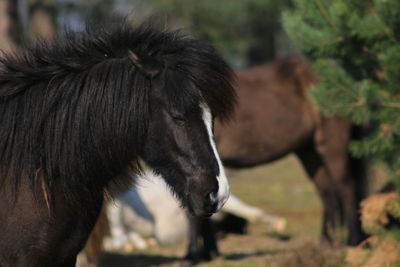 Portrait of a horse on field