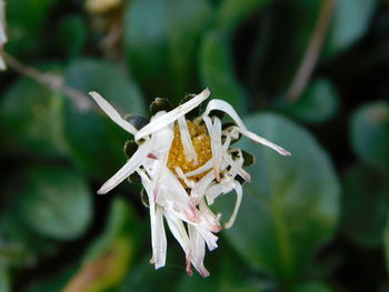 Close-up of wilted flower against blurred background