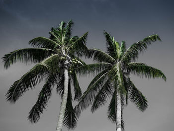 Low angle view of palm tree against sky