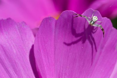 Close-up of insect on purple flower