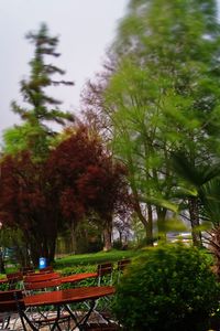 Trees in park against sky