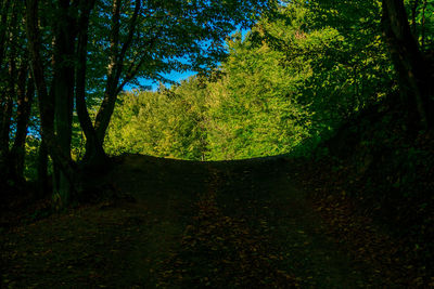 Trees growing in forest