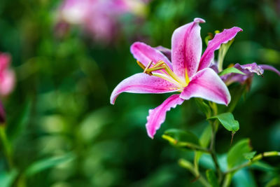 Pink lily flower in summer in garden.