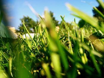 Close-up of grass
