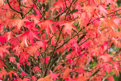 Close-up of red maple leaves on tree