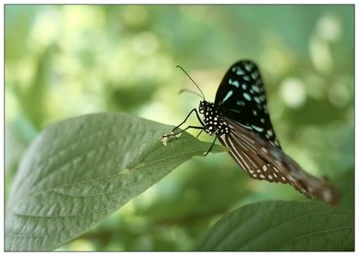 Close-up of butterfly on leaf