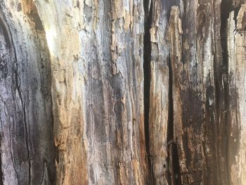 Close-up of tree trunk
