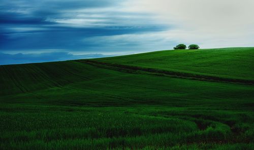 Scenic view of agricultural field against sky