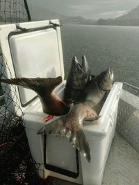 High angle view of fish in water