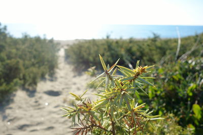 Close-up of plants against sky