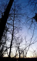 Low angle view of bare trees against sky