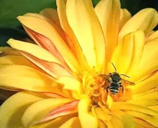 Close-up of bee pollinating flower