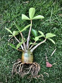 High angle view of plants growing on field