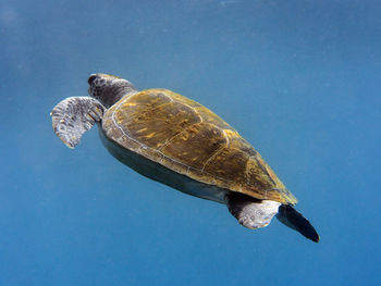 High angle view of turtle swimming in sea