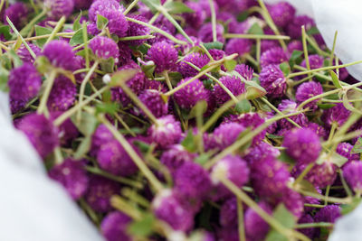 Close-up of purple flowering plant