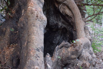 Low angle view of a tree trunk