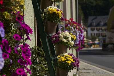 Close-up of potted plant