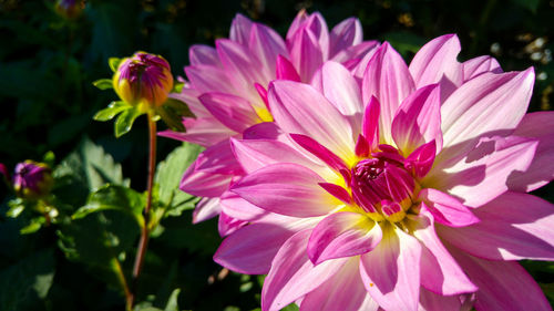 Close-up of pink flowers blooming outdoors