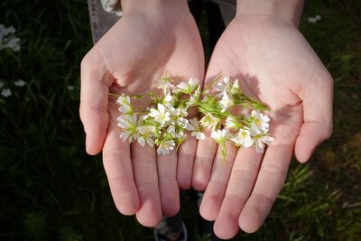 Close-up of hands holding flowers