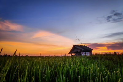 Scenic view of agricultural field against sky during sunset