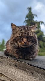 Close-up of cat sitting outdoors