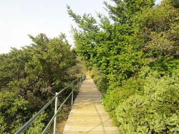 Walkway amidst trees against clear sky