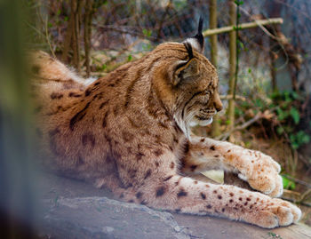 Cat resting