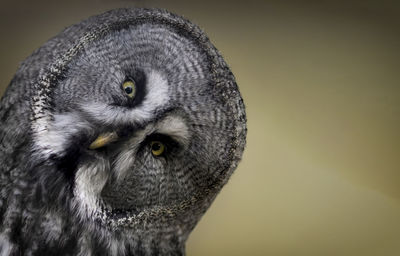 Close-up portrait of owl against blue background