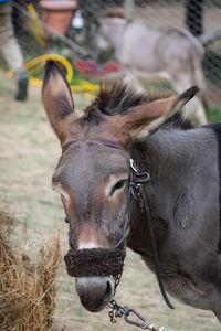 Close-up of a horse on field