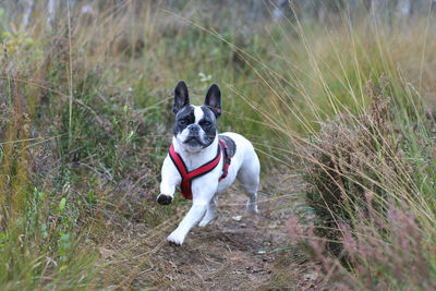 French bulldog running on field against sky