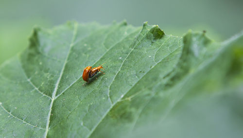 Close-up of insect on leaf