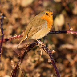 Close-up of bird perching on twig