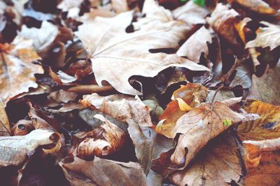 Close-up of autumn leaves