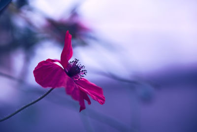 Close-up of pink flower