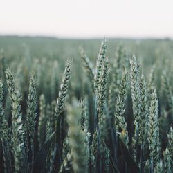 Close-up of wheat field