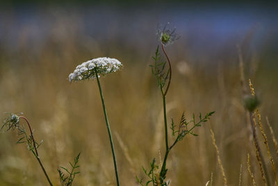 Close-up of flowering plant on field