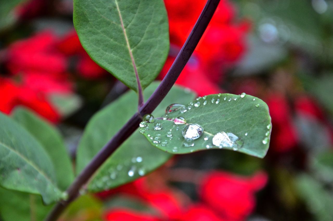 drop, leaf, water, wet, close-up, growth, dew, freshness, plant, focus on foreground, nature, raindrop, beauty in nature, fragility, rain, green color, red, droplet, season, leaf vein