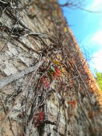 Low angle view of tree against sky