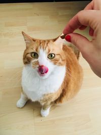 Close-up of hand holding cat on wooden floor